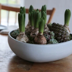 Kom Nr. 10 -Copenhaging Winkel 36635 01 06 78d947db50