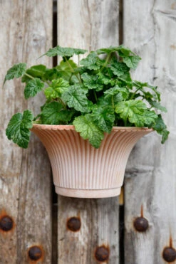 Bergs Potter Wall Daisy Muurpot Ø30 Cm -Copenhaging Winkel 46762 02 2 EnvironmentImage c0fd48b357