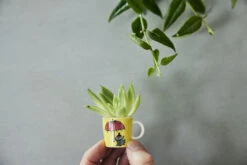 Arabia Moomin Minimokken 6-pack Derde Classic -Copenhaging Winkel 504012 01 11 EnvironmentImage d791012fd8