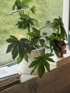 HAY Plant Pot With Saucer Bloempot L Ø19 Cm -Copenhaging Winkel 511224 01 2 EnvironmentImage ad14e561c4